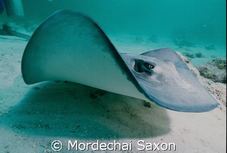 Stingray City. by Mordechai Saxon 