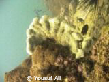 karachi coast, FAN SPONGE by Yousuf Ali 