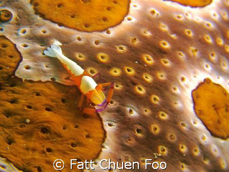 Emperor Shrimp on Sea Cucumber taken in Lembeh, N Sulawes... by Fatt Chuen Foo 