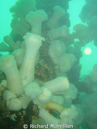 looking at plumose seeing the sun from 25 foot underwater  by Richard Mcmillian 