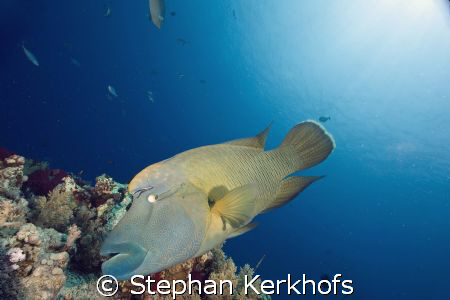 Napoleon wrasse (cheilinus undulatus) taken at yolanda reef. by Stephan Kerkhofs 