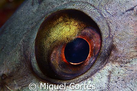 Golden eye II. by Miguel Cortés 