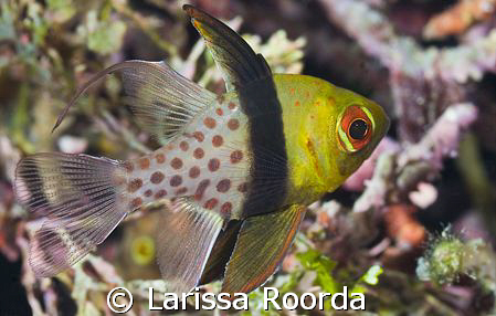 "Funny, How a name sticks with you".   Spaeramia nematopt... by Larissa Roorda 