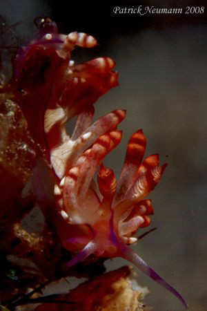 Fabulina Nudibranch from Anilao taken with Canon 400D + 1... by Patrick Neumann 