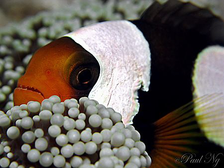 Panda Clown.Taken while he having a nap on my night dive ... by Paul Ng 