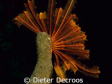 Red crinoid by Dieter Decroos 