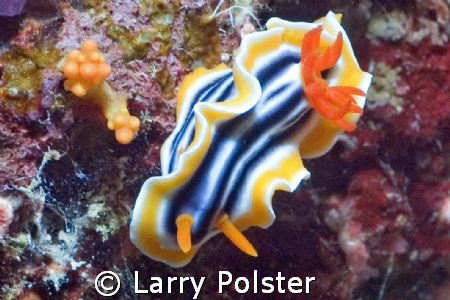 More Nudis in Wakatobi, D70s  by Larry Polster 