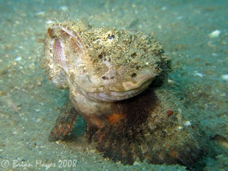 Devil Scorpionfish (Scopaenopsis diabolus) doing press up... by Brian Mayes 