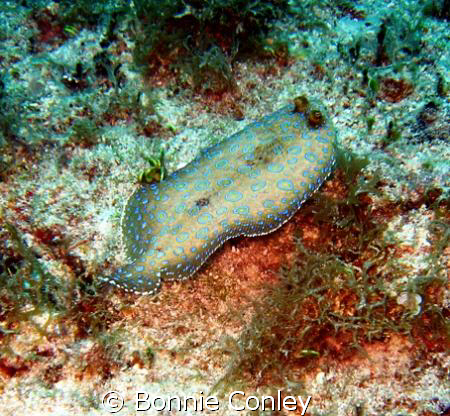 Peacock flounder seen at Sint Maarten August 2007.  Photo... by Bonnie Conley 