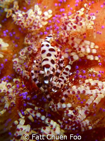 A Pair of Coleman Shrimps on a Fire Urchin taken with an ... by Fatt Chuen Foo 