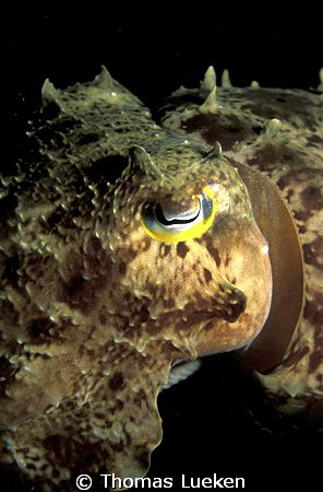 found in Komodo; F100 by Thomas Lueken 