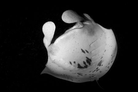 Manta fly-by in Kona by Andy Lerner 