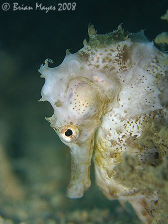 A marine Lipizzaner. Thorny Seahorse (Hippocampus hystrix... by Brian Mayes 