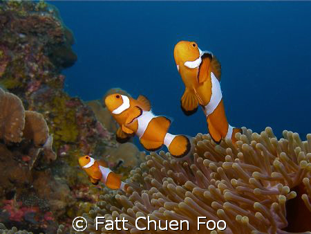 A family of False Clown Anemonefish popped up from their ... by Fatt Chuen Foo 