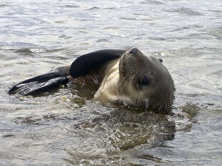 A playful seal in the morning sun

Sp-350

 by Cal Mero 