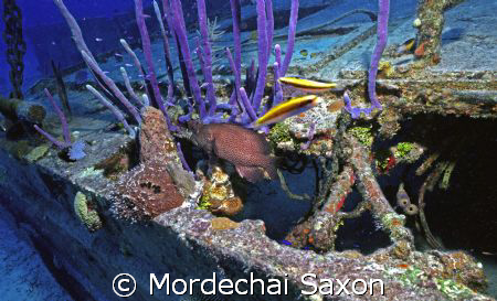 Just scanned negative for much clearer shot than from low... by Mordechai Saxon 