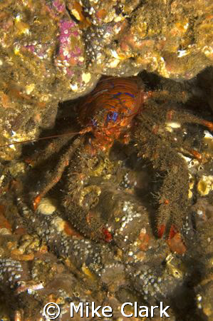 vivid orange squat lobster by Mike Clark 