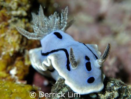 i! Nudibranch, Seaventure House Reef, Canon G9, Inon sing... by Derrick Lim 