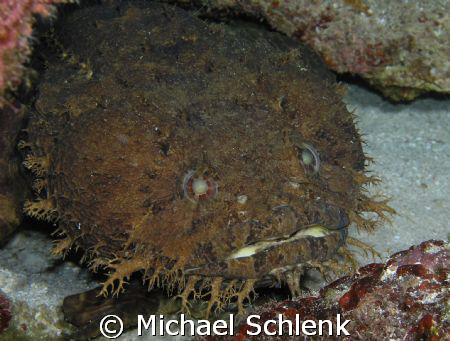 A face only a mother can love. by Michael Schlenk 