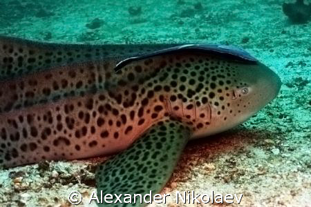 Zebra shark. Canon 40D. by Alexander Nikolaev 