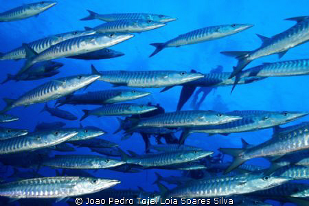 Inside a barracuda (Sphyraena barracuda) shoal. Shot usin... by Joao Pedro Tojal Loia Soares Silva 