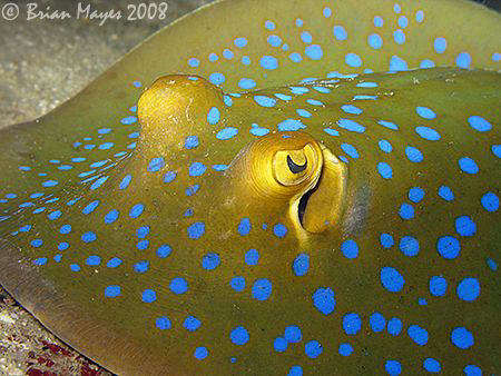 Ray with blue spot disease. ;-)  or Blue-Spotted Ribbonta... by Brian Mayes 