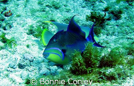 Queen Triggerfish seen at Isla Mujeres April 2006.  Photo... by Bonnie Conley 