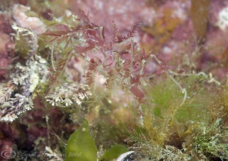 Long legged spider crab. North Wales. D200, 60mm. by Derek Haslam 