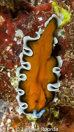 Pseudoceros sp.   FLATWORM.   by Larissa Roorda 