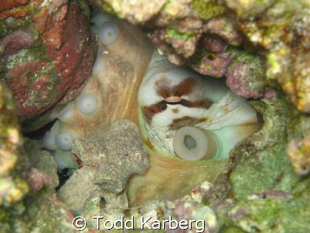 Hidden octopus by Todd Karberg 