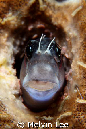 Blenny closeup. Full frame. Canon 400D , 100mm , +4 close... by Melvin Lee 