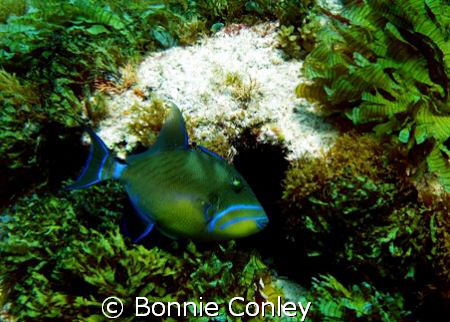 Queen Triggerfish seen at Isla Mujeres April 2006.  Photo... by Bonnie Conley 