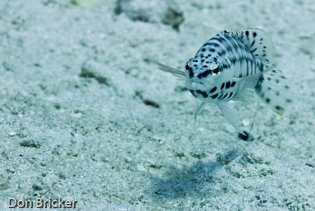 I'm not sure why he's pouting, he gets to dive all the ti... by Don Bricker 