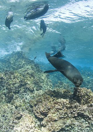 sealions. Galapagos. 10.5mm. by Derek Haslam 