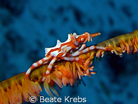 Xeno crab , Canon S70 with macro lens , Inon Z240 by Beate Krebs 