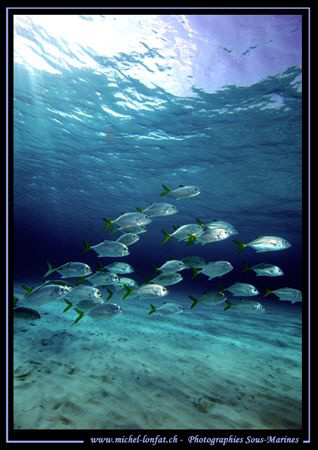 A bunch of Carangues in the blue... :O) by Michel Lonfat 