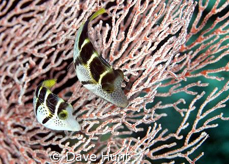 Mimic filefish. Often confused with black-saddled tobies ... by Dave Hunt 