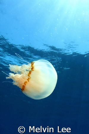Jelly fish in the blue with sun ray . Taken with Tokian 1... by Melvin Lee 