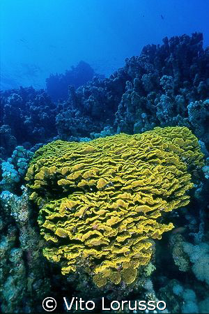 Coral by Vito Lorusso 