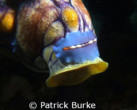 GOt this guy on a fine background ! by Patrick Burke 