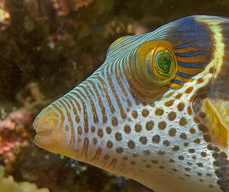 Close-up of Black-Saddled Toby (Canthigaster valentini) i... by Jim Chambers 