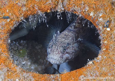 Black Goby.
Trefor Pier, N. Wales.
60mm. by Mark Thomas 