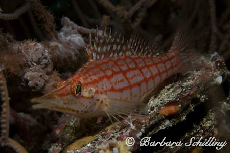Longnosehawkfish not shy at all! Taken with a Canon EOS 2... by Barbara Schilling 