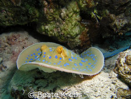 Blue spotted Ray at the housereef  El Quadim, Canon S70  by Beate Krebs 