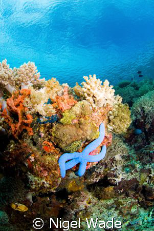 Blue Sea Star reaching for the sun on a Bunaken reef. Nik... by Nigel Wade 