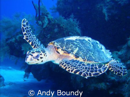 This was a really cool Hawksbill turtle - as big as I hav... by Andy Boundy 