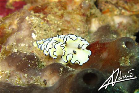 ye, I'm a nudi lover! by Adriano Trapani 