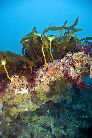 A photo of the unique and barely explored reefs of Melbou... by Cal Mero 