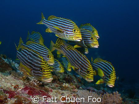 Curious bunch of Oriental Sweetlips taken in Maldives, wi... by Fatt Chuen Foo 