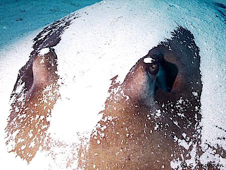 "Gently Sleeping" This large Southern Stingray relaxed in... by Steven Anderson 